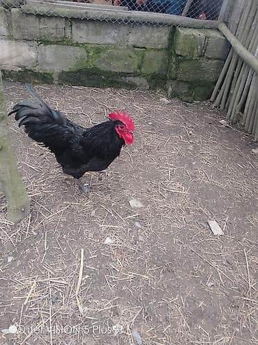 Собаки: Australorp xoruz 10 ayliq tam saglamdi — 2