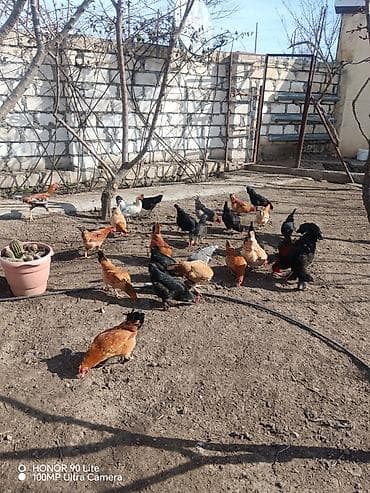Qazlar: Qarışıq yerli toyuq sürüsü - Növlər: müxtəlif rəng və cinslərdən — 2