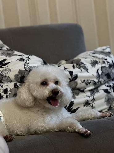 gencede it satisi: Pudel, 1 il, Erkek, Cütləşmə üçün — 7