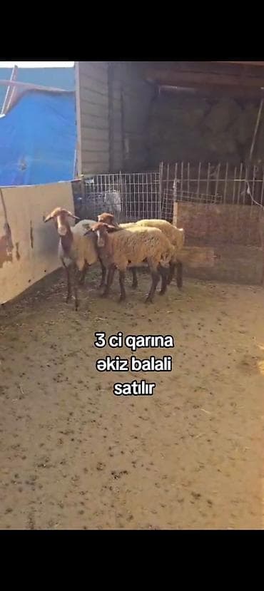 at satiram: 3-cü qarnına əkiz balalı qoyun satılır dişi balali istəyən olsa yazsın — 3