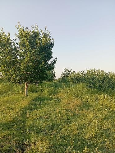 agac gulleri: 1həktar torpaq sahəsidir, 78sotunun sənədi var .Torpaq gilas — 4