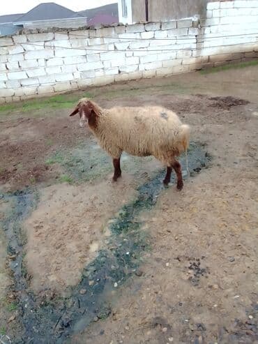 ana bala qoyun: Qoyun satılır boğaz di isteyen olsa yazsın video sun atım baxın real — 1