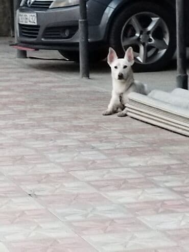 doberman qiymeti: 1 ay, Erkek, Ünvandan götürmə, Ödənişli çatdırılma, Rayonlara çatdırılma — 7