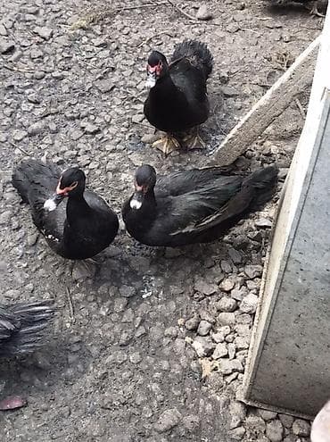 hid qusu: Muscovy ördəkləri və qarışıq yerli ördəklər satılır. Her qiymete var — 8