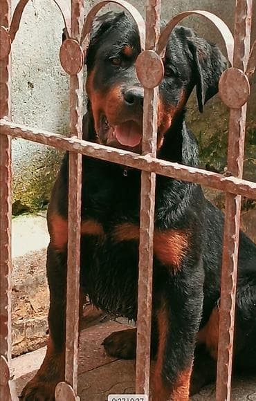 it yemi satisi: Rotveyler, 4 ay, Erkek, Peyvəndli, Ünvandan götürmə — 4