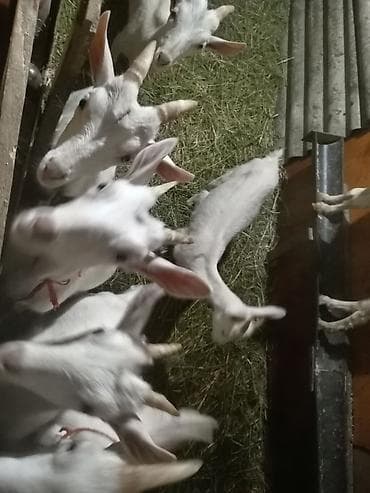 pişik ucuz: Südlük ağ keçilər – ailə təsərrüfatından - Cins: yerli südlük tip (ağ — 9