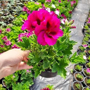 ekran gul sekilleri: Felerqoniua — 4