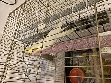 Heyvanlar üçün mallar: Korella lutilla. 7 ayliqdi.Iki Uç soz deyir. Erkeydi. Oynayan quwdur — 2