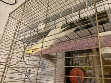 Quşlar: Korella erkek.
7 ayliqdi.Cox feal quwdur.Oynuyandir — 2