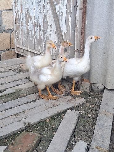 4ədəd yerli qaz balaırı Satlır Qiyməti 16 Manat Qiymət Birnə Ayidi