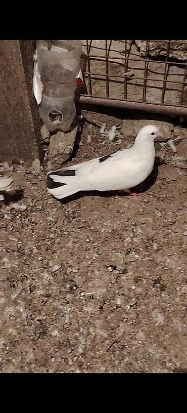 göyercin yuvası: 16 Tuk cilpaq ayaq maya tutuldu Duwen kimi yumurta qoydu Ana quwdu — 2