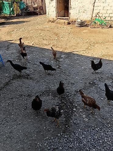 Toyuq, Yumurtalıq