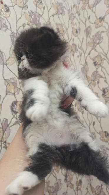 Digər heyvanlar: Ekzot — 6