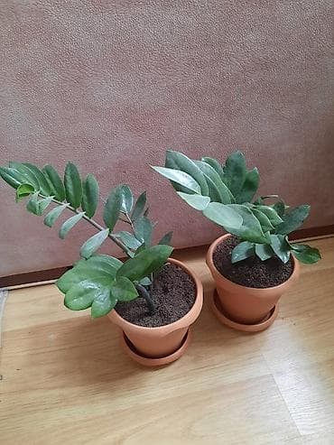 Təbii dibçək gülü, dollar gülü cüt 20m lalafo.az -da Təbii dibçək gülü, dollar gülü cüt 20m