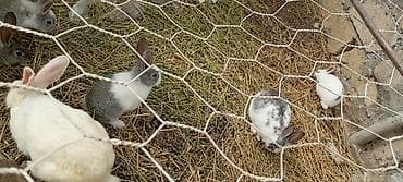 dovsan balasina ne deyilir: Salam hərkəsə bu gördüyünüz karlıq dovşanradi ancaq balaları satilir — 6