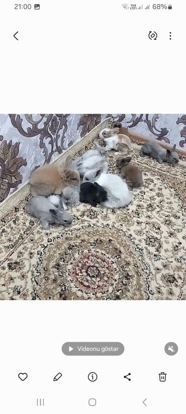 Heyvanlar üçün mallar: Miniatür dovşan balaları – müxtəlif rəng və naxışlarda 1ededi 6 m - — 4