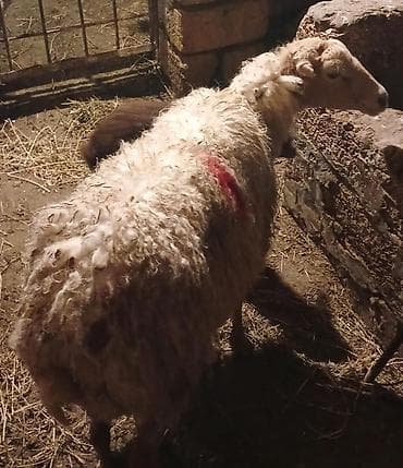 Ana bala qoyun satilir disderi yerindedir