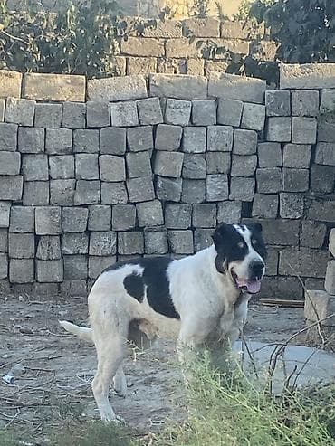 Qurdbasar, 2 il, Erkək, Peyvəndli
