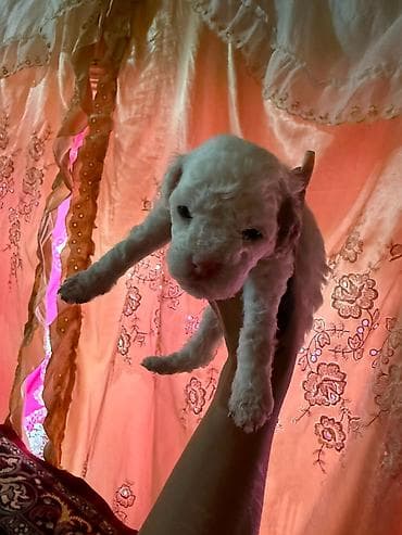 heyvan qirxan: Pudel, 1 ay, Dişi — 9