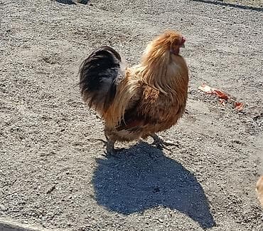 balaken heyvan satisi: Pon-pon cins xoruz satılır,real alıcıya endirim olacaq,xaçmaza — 1
