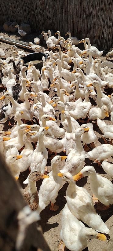 yırtıcı quş: Salam aleykum 50 gunlukdur saglamdirlar real alici olsa endirim olacaq — 3
