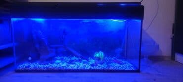 pulsuz baytar: Akvaryum komplekti - Şüşə akvarium, təxmini uzunluq 100 sm, eni - 35 — 2