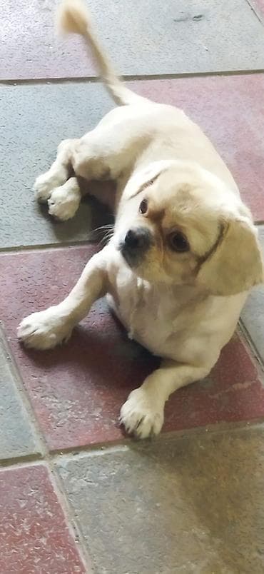 heyvan bazari: Pekines, Peyvəndli — 4