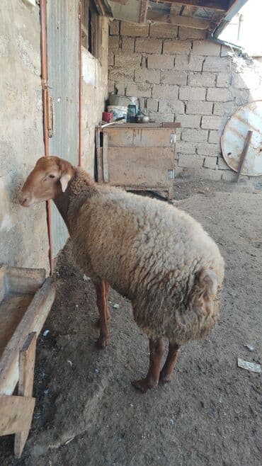 рынок животных в баку: Kürdəxanı dadı heyvan sağlamdır. tərəzi ilə 9 azn satılır — 2