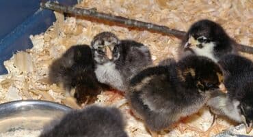 Toyuqlar: Toyuq cücələri, Ətlik — 4