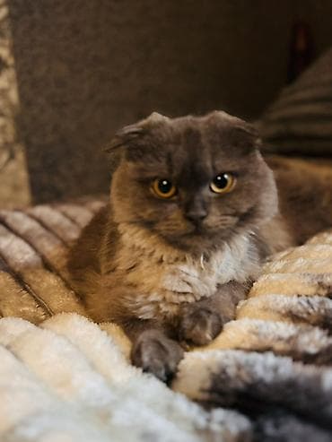 Şotland yastı qulaq, Dişi, Yaxşı əllərə, Ödənişli çatdırılma