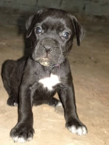 itler bala: Kane-Korso — 1