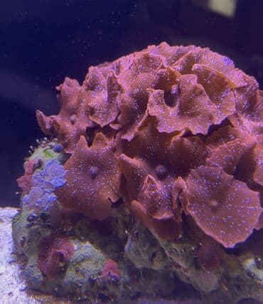 keci heleb: Akvarium üçün canlı qayalıq parçası – qırmızı “mushroom” korallar — 1