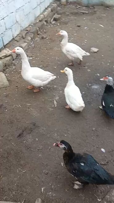 2 qaz biri erkey biri dişi 2 ağ ördey 1 disi biri erkey 2 lal ördek
