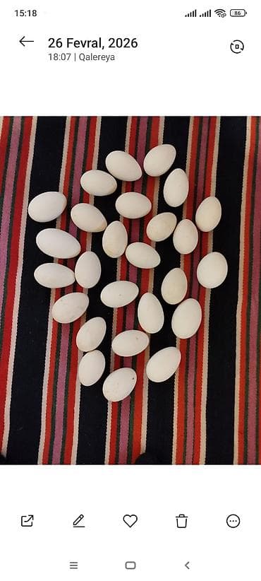 купить кур: Salam qaz yumurtası var ünvan yeni surxanı — 1