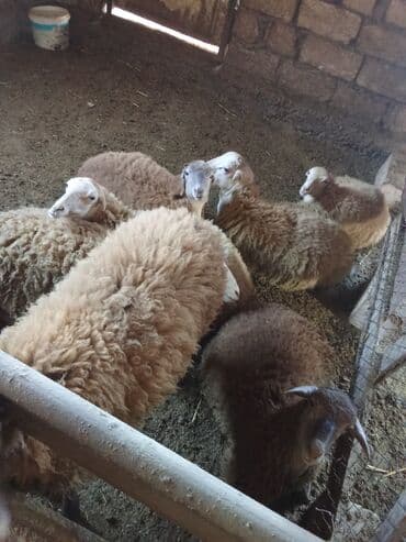 Коровы, быки: Qoyun sürüsü – qarışıq rənglər və yaşlar - Təsərrüfat şəraitində — 3