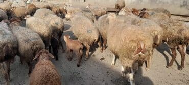 atla eşşəyin cütləşməsi: Qoyun sürüsü satılır - Sürüdə müxtəlif rəngli və tük quruluşlu ana — 1