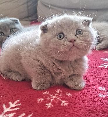 sort pişik: Şotland — 1