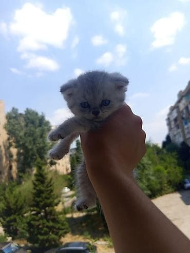 heyvan: Şinşilla, Erkək, Yaxşı əllərə, Ünvandan götürmə, Ödənişli çatdırılma — 1