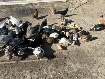 kuban ördek: Salam Aleykum Satılır Ördək Qaz Ördək Cücəsi Toyoq 36 Ədəd Lal Ördək — 18