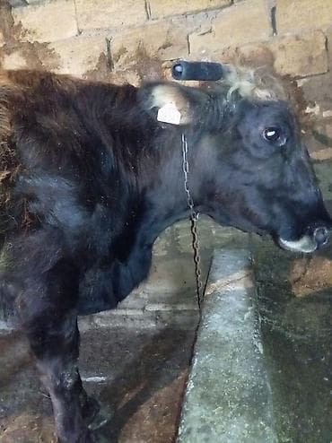 Yemlər: Salam inək satılır ətlik di 4 litir süd verir 06.07.011 iylədə Bater — 8