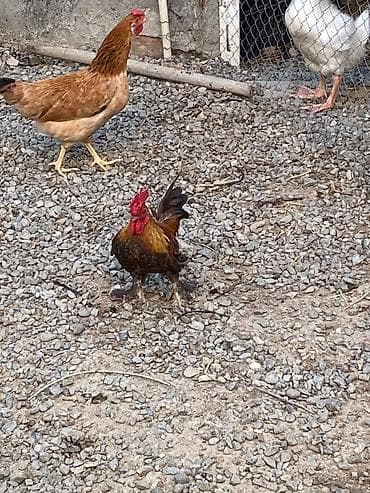 quşlar: Xoruz 🐓 Yaponka — 2