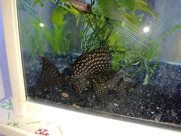 akvarium baliqi: Ansistrus, Sülhsevər — 2
