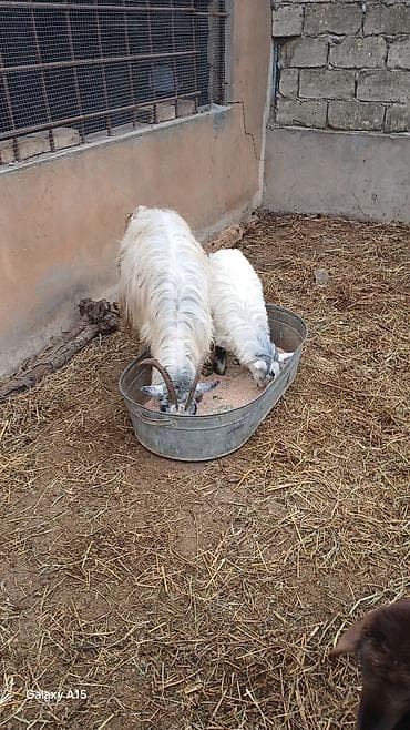 heleb keçisi: 14 eded keci satilir.4 erkek 10 disi.disiler hamsi tekesini — 2
