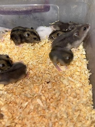 satliq ov itleri berde: 1 aylıq cunqarikler 1 ededin qiymeti 3 azn dir Qara və boz rənglər — 7