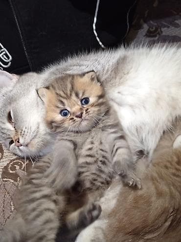 pişiy: Britan — 3