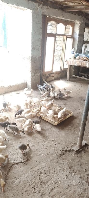 Heyvanlar: Məhsul: Pekin və Kuban ördəkləri və Serebristıy çolpaları — 1