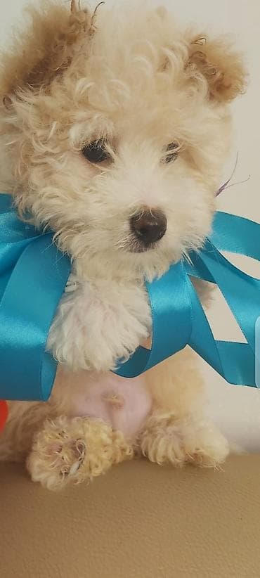 pudel itləri: Pudel — 4