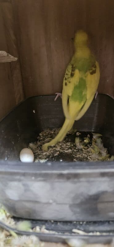 попугай ара цена: Papuqaylar satılır — 2