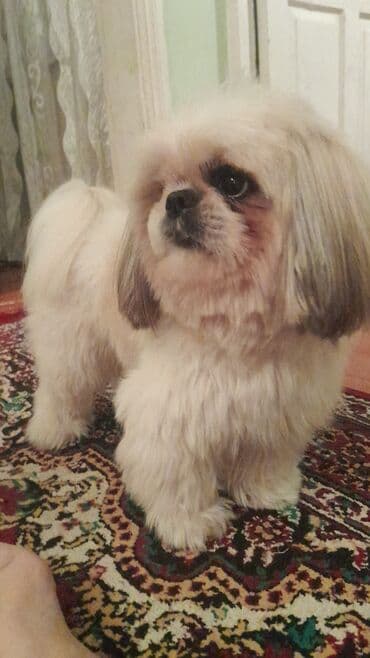 джек рассел терьер баку: Ши-тцу, 4 года, Самец, Для вязки — 2