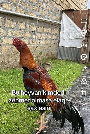 Bu heyvan kımdedır xaıs elaqe saxlasın lalafo.az -da Bu heyvan kımdedır xaıs elaqe saxlasın